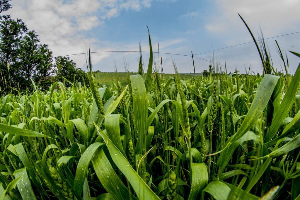 Готель Cascina Vecchia Calamandrana Екстер'єр фото